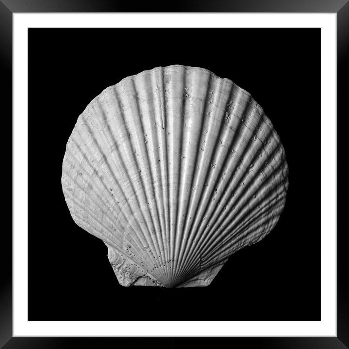 Scallop seashell Framed Mounted Print by Jim Hughes