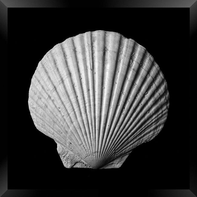 Scallop seashell Framed Print by Jim Hughes