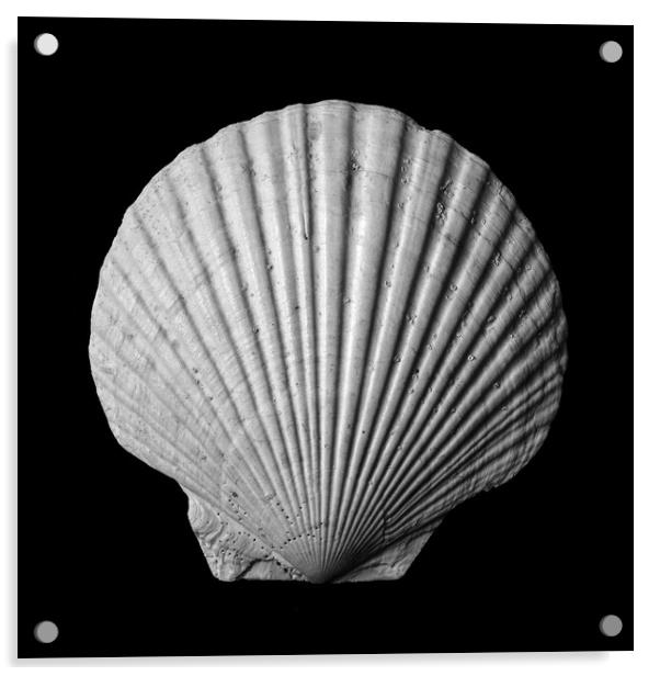Scallop seashell Acrylic by Jim Hughes