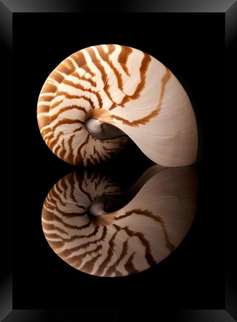 Tiger Nautilus shell and reflection Framed Print by Jim Hughes