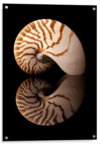 Tiger Nautilus shell and reflection Acrylic by Jim Hughes