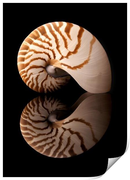 Tiger Nautilus shell and reflection Print by Jim Hughes