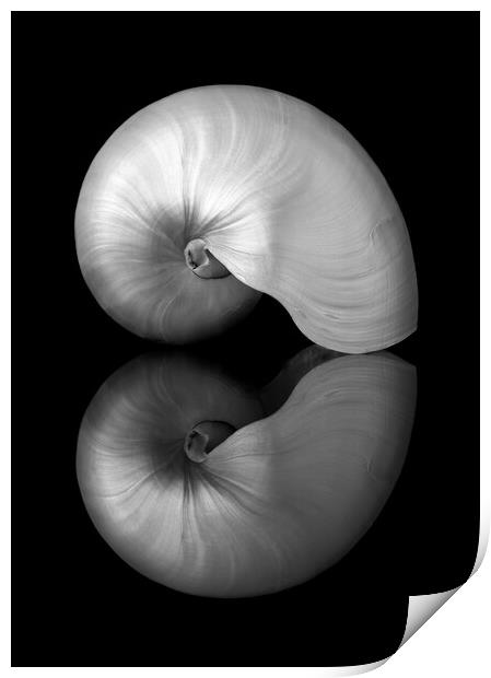 Polished Nautilus shell and reflection Print by Jim Hughes
