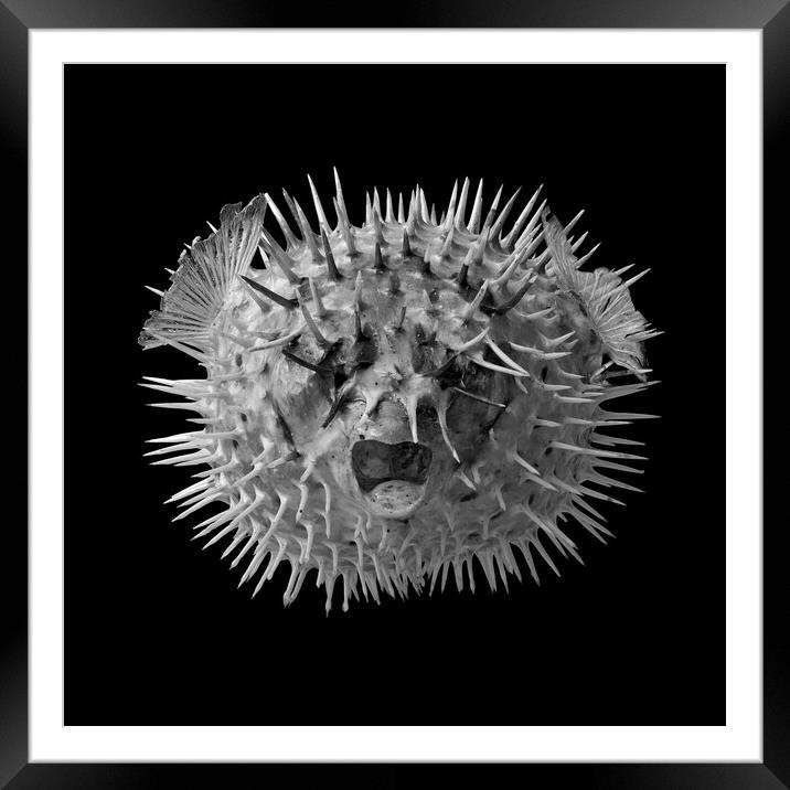 Porcupine Fish Framed Mounted Print by Jim Hughes