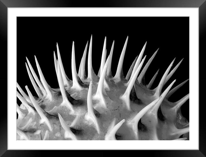 Spines of a Porcupine Fish Framed Mounted Print by Jim Hughes
