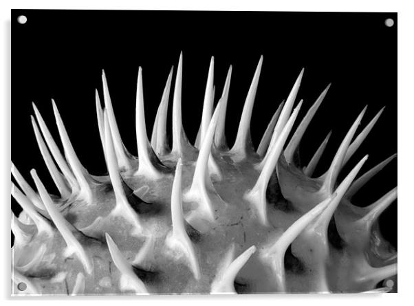 Spines of a Porcupine Fish Acrylic by Jim Hughes