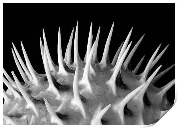 Spines of a Porcupine Fish Print by Jim Hughes