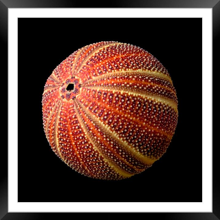 Sea Urchin 2 Framed Mounted Print by Jim Hughes