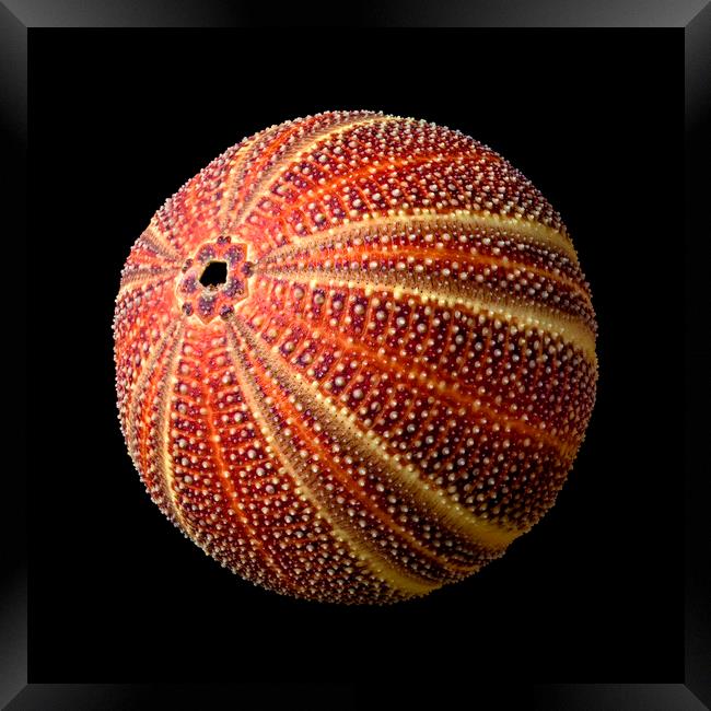 Sea Urchin 2 Framed Print by Jim Hughes