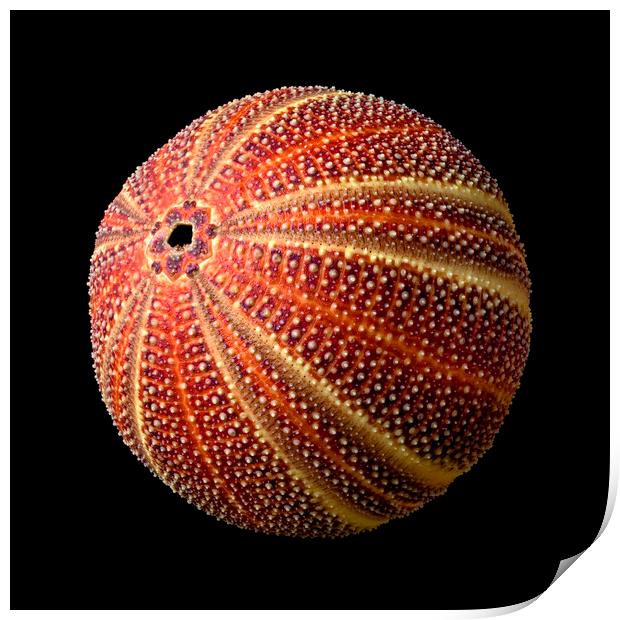 Sea Urchin 2 Print by Jim Hughes