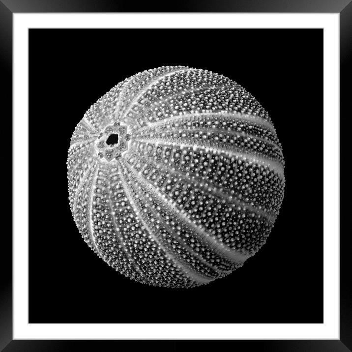 Sea Urchin 3 Framed Mounted Print by Jim Hughes