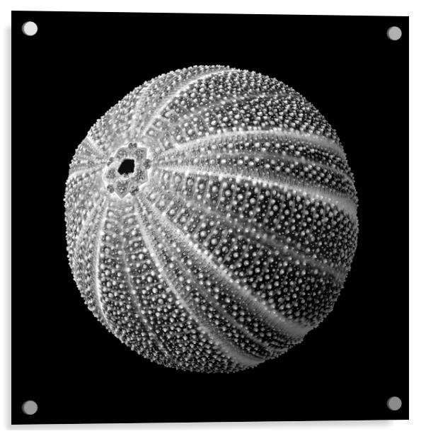 Sea Urchin 3 Acrylic by Jim Hughes