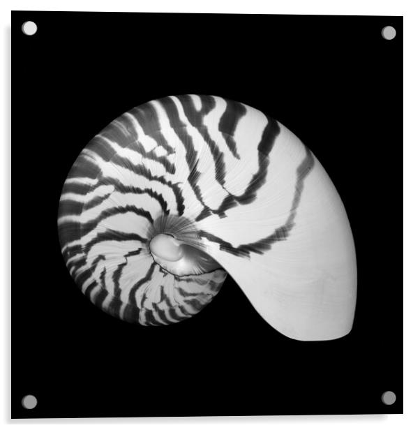 Tiger Nautilus shell Acrylic by Jim Hughes