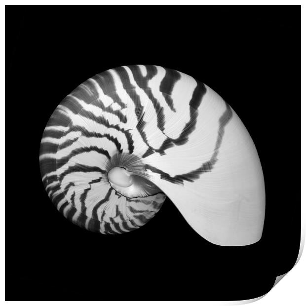 Tiger Nautilus shell Print by Jim Hughes