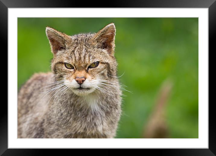 Miffed - Scottish Wildcat Framed Mounted Print by Simon Wrigglesworth