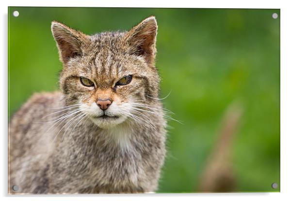 Miffed - Scottish Wildcat Acrylic by Simon Wrigglesworth