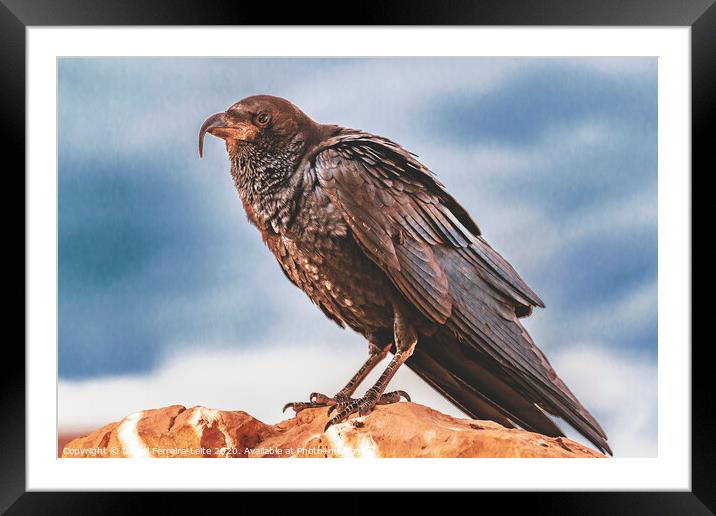 Black Crow Standing at Rock Framed Mounted Print by Daniel Ferreira-Leite