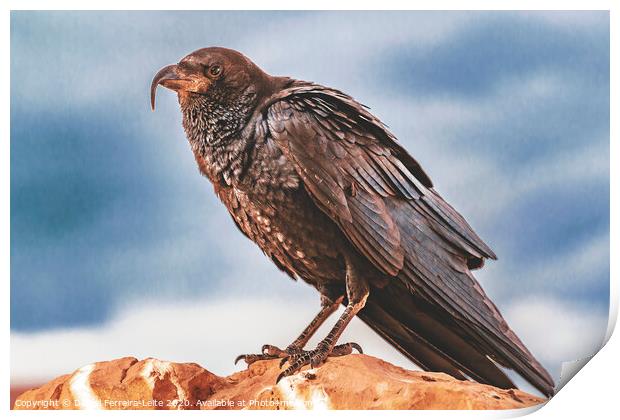 Black Crow Standing at Rock Print by Daniel Ferreira-Leite