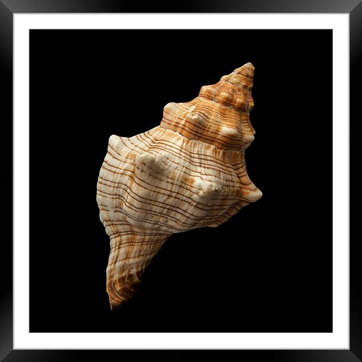 Trapezium Horse Conch shell Framed Mounted Print by Jim Hughes