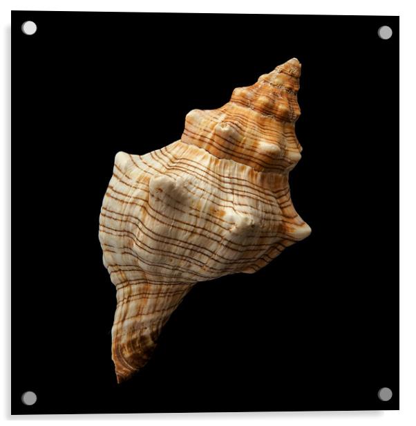 Trapezium Horse Conch shell Acrylic by Jim Hughes