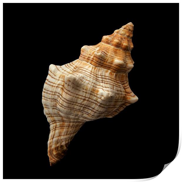 Trapezium Horse Conch shell Print by Jim Hughes