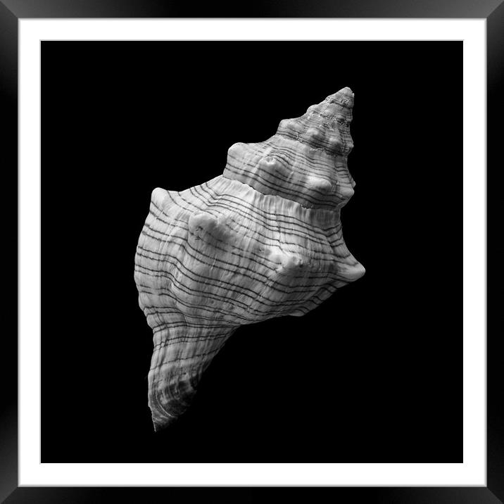 Trapezium Horse Conch sea shell Framed Mounted Print by Jim Hughes