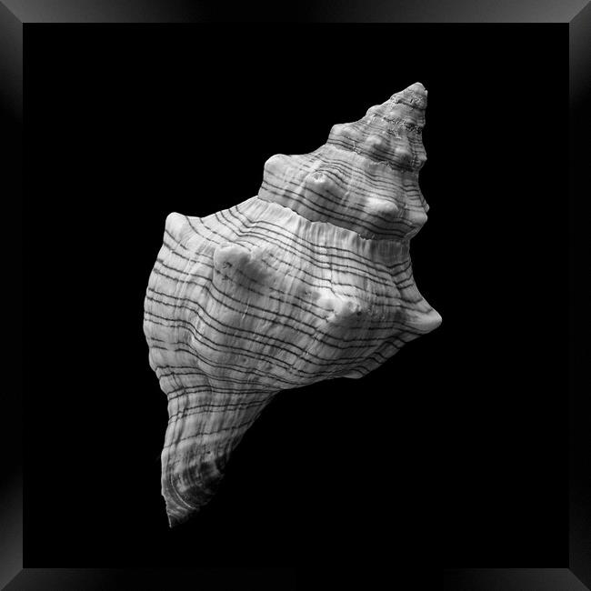 Trapezium Horse Conch sea shell Framed Print by Jim Hughes