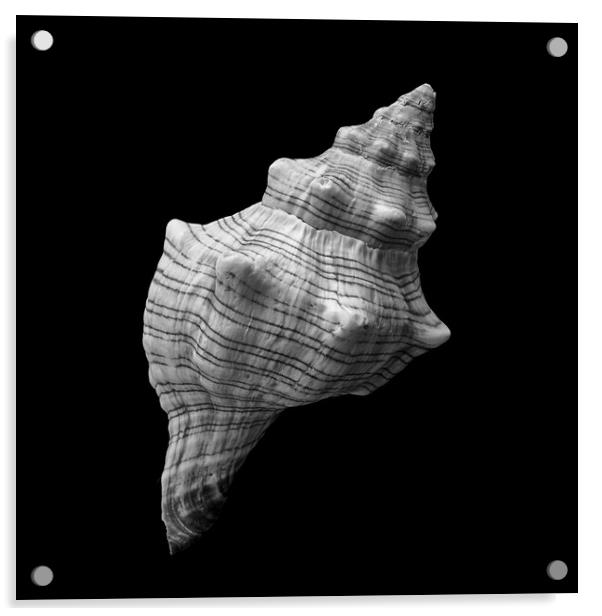 Trapezium Horse Conch sea shell Acrylic by Jim Hughes