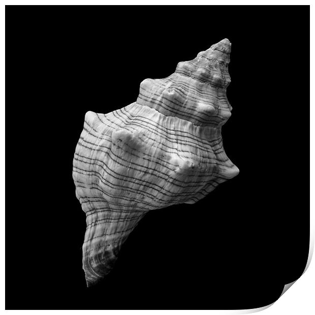 Trapezium Horse Conch sea shell Print by Jim Hughes