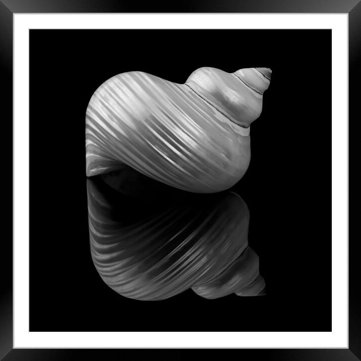 Polished Turban Shell and reflection Framed Mounted Print by Jim Hughes