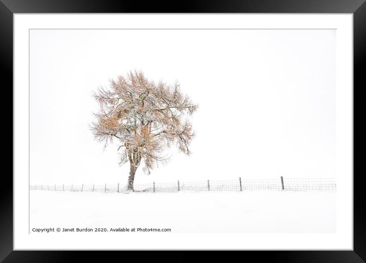 A Lone Tree in Winter Framed Mounted Print by Janet Burdon