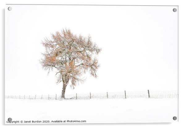 A Lone Tree in Winter Acrylic by Janet Burdon