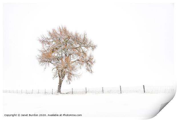 A Lone Tree in Winter Print by Janet Burdon