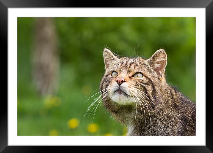 Into the light - Scottish Wildcat Framed Mounted Print by Simon Wrigglesworth