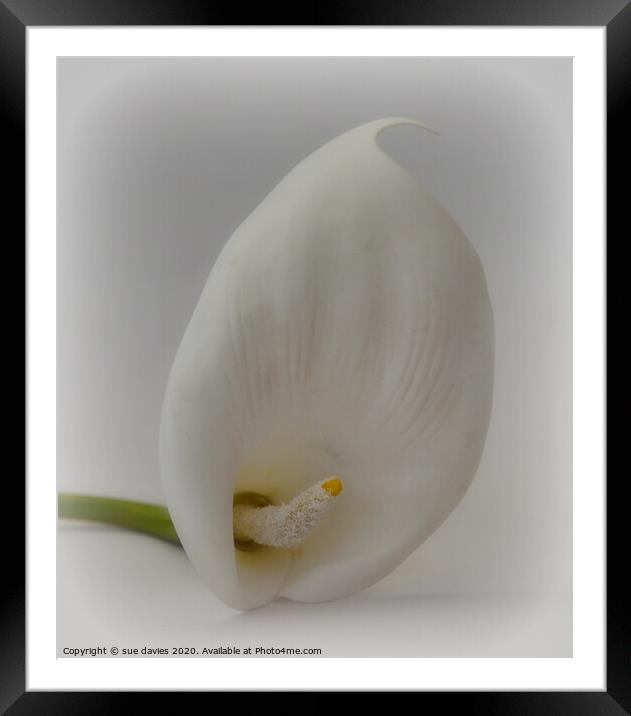 so pure Framed Mounted Print by sue davies