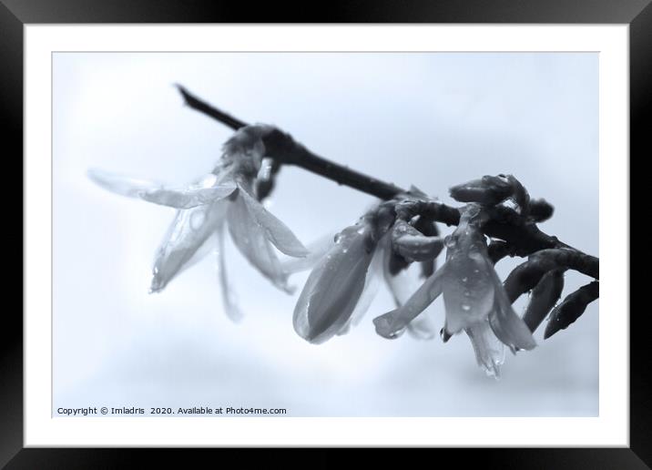 Forsythia Flowers after the Rain Framed Mounted Print by Imladris 