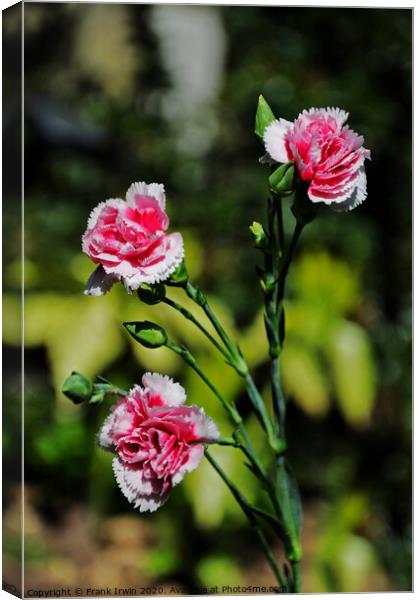 Carnations (Pinks) Canvas Print by Frank Irwin