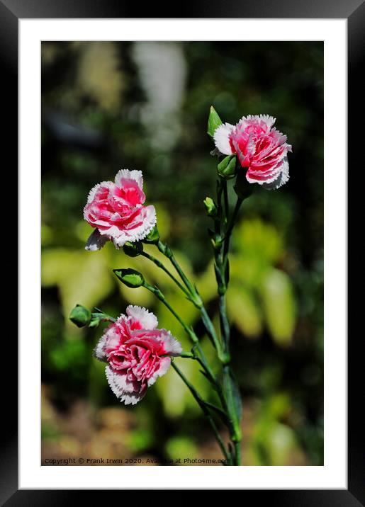 Carnations (Pinks) Framed Mounted Print by Frank Irwin