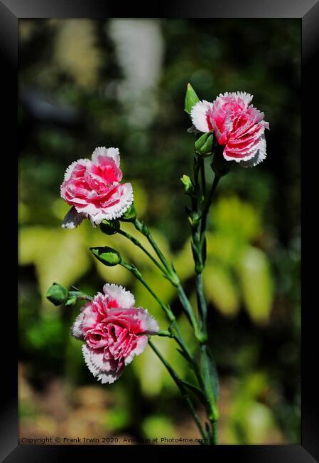 Carnations (Pinks) Framed Print by Frank Irwin