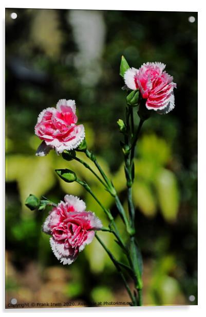 Carnations (Pinks) Acrylic by Frank Irwin