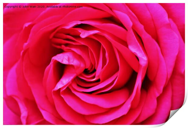 Pink Rose (Digital Art) Print by John Wain