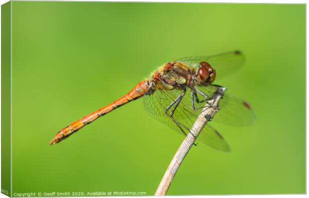 Common Darter Dragonfly Canvas Print by Geoff Smith