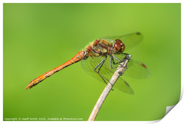 Common Darter Dragonfly Print by Geoff Smith
