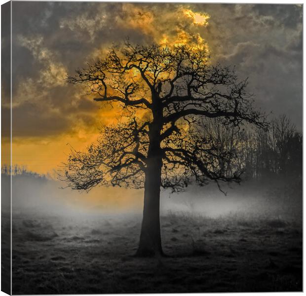 Haunted Tree Sunrise at Hawley Meadows in Hampshir Canvas Print by Dave Williams