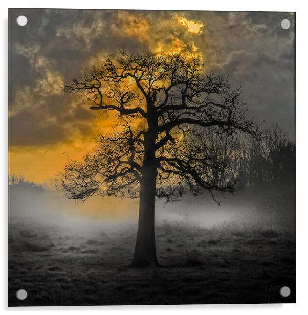 Haunted Tree Sunrise at Hawley Meadows in Hampshir Acrylic by Dave Williams