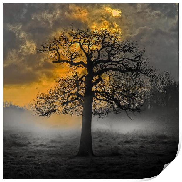 Haunted Tree Sunrise at Hawley Meadows in Hampshir Print by Dave Williams