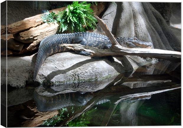 Gator Reflections Canvas Print by Kathleen Stephens