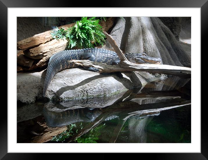 Gator Reflections Framed Mounted Print by Kathleen Stephens