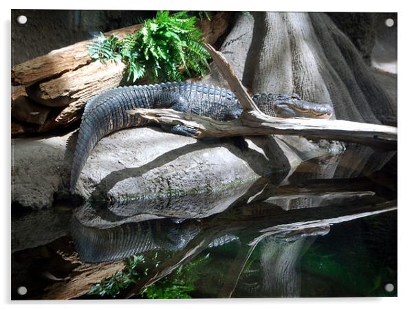 Gator Reflections Acrylic by Kathleen Stephens