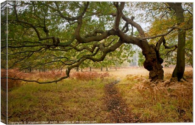 Tree Arch Canvas Print by Stephen Oliver